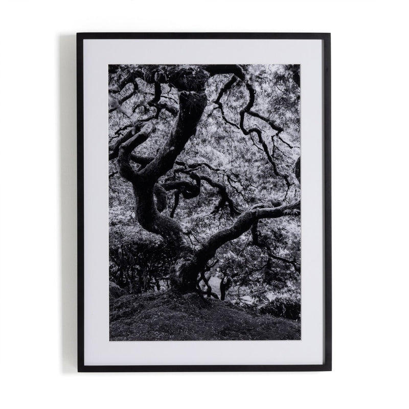 Tree Gaze IV by Coup d'Esprit - Black Maple