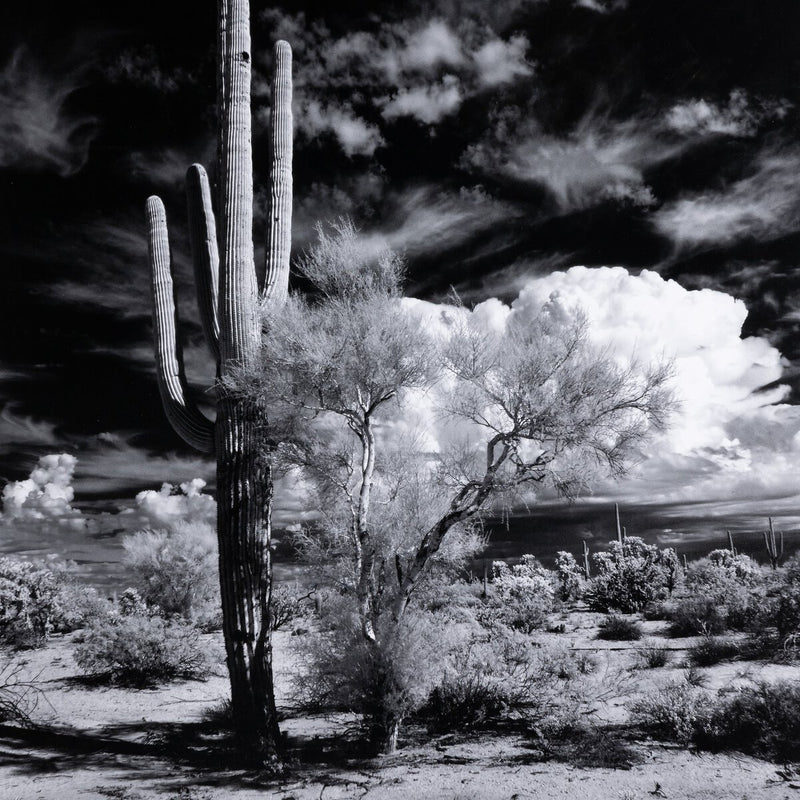Sonoran Desert by Getty Images - Black Maple