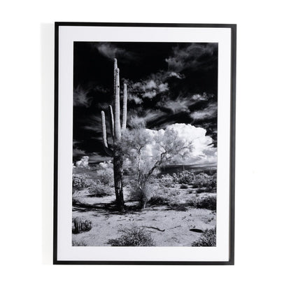 Sonoran Desert by Getty Images - Black Maple