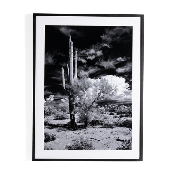 Sonoran Desert by Getty Images - Black Maple