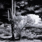 Sonoran Desert by Getty Images - Black Maple
