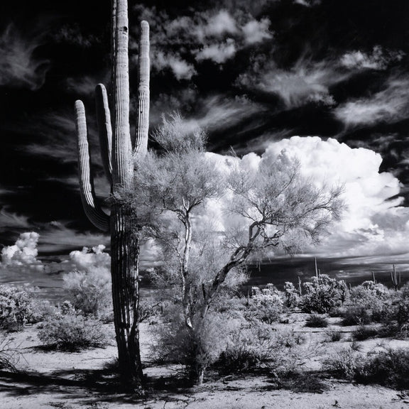 Sonoran Desert by Getty Images - Black Maple