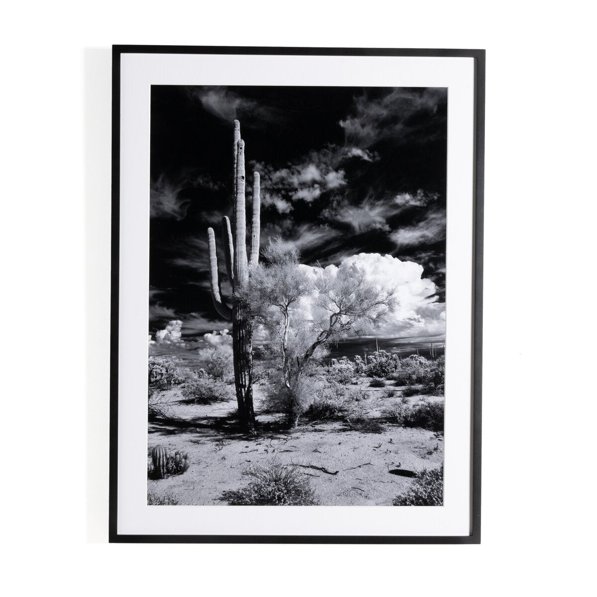 Sonoran Desert by Getty Images - Black Maple