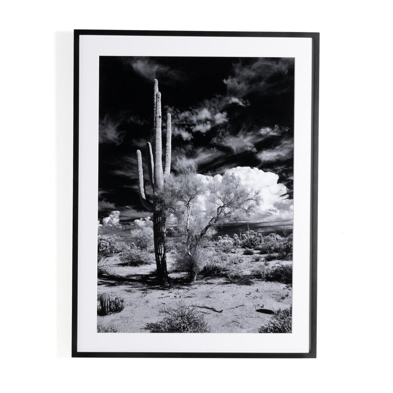 Sonoran Desert by Getty Images - Black Maple