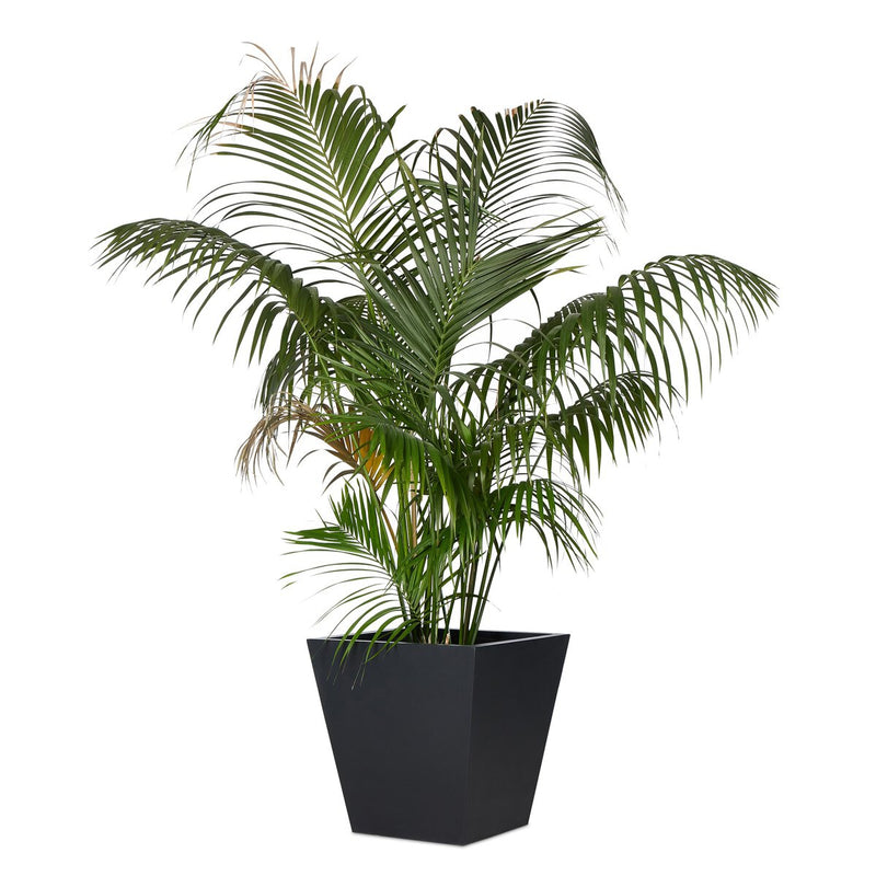 Koto Planter - Black Concrete