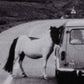 On The Road III by Annie Spratt - Black Maple Floater