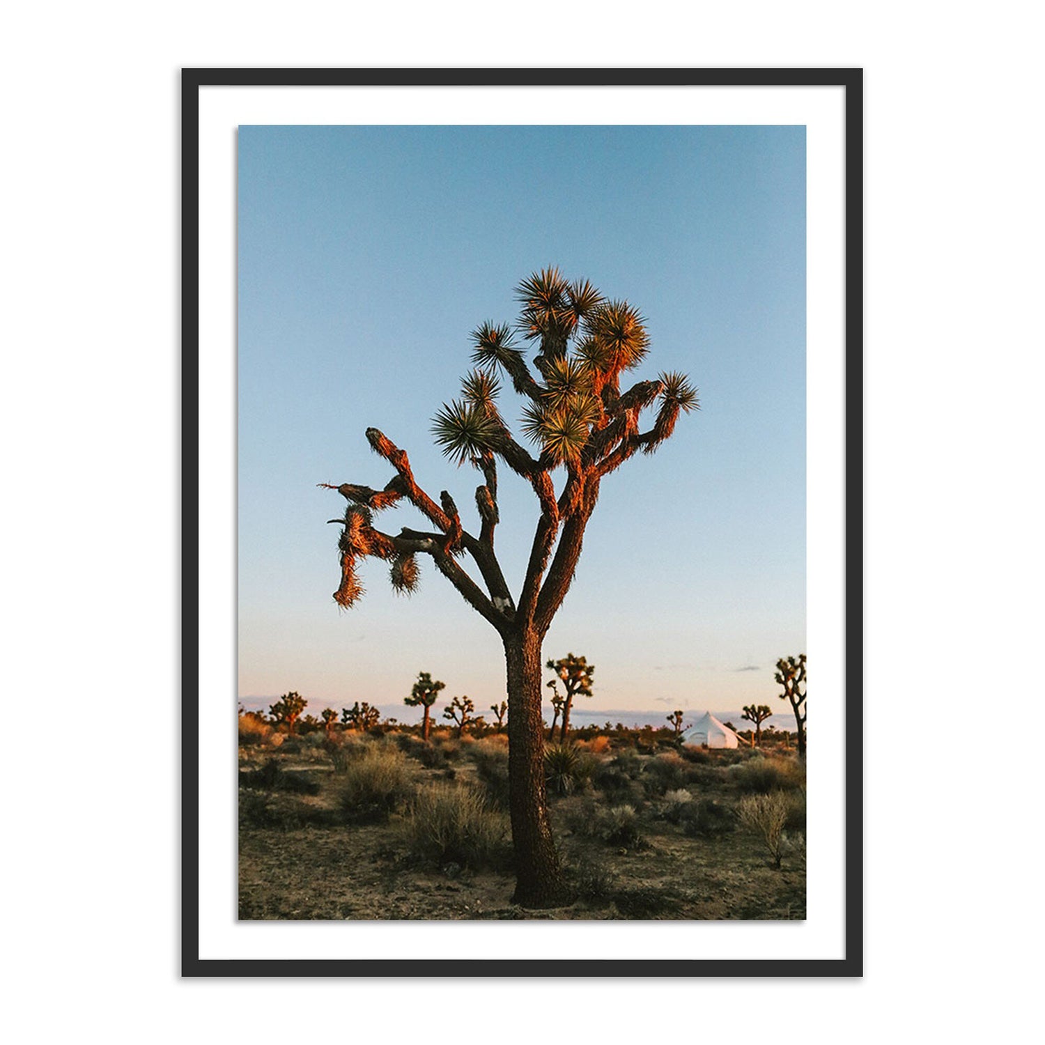 Camp Sunrise/Joshua Tree by Wesley and Emma Teague — Black 2.5 Maple