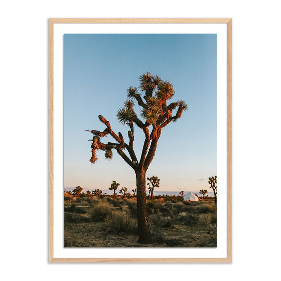 Camp Sunrise/Joshua Tree by Wesley and Emma Teague — Vertical Grain 2.5 White Oak