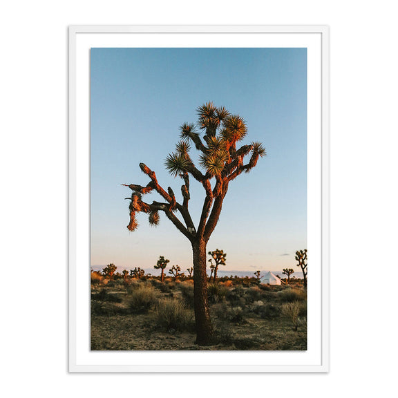 Camp Sunrise/Joshua Tree by Wesley and Emma Teague — White 1.5 Maple