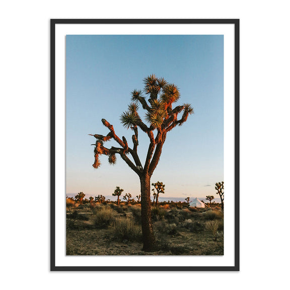 Camp Sunrise/Joshua Tree by Wesley and Emma Teague — Black 2.5 Maple