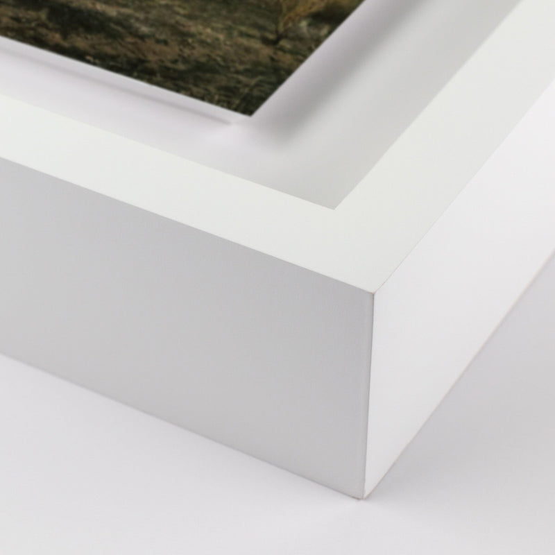 Camp Sunrise/Joshua Tree by Wesley and Emma Teague — White 2.5 Maple