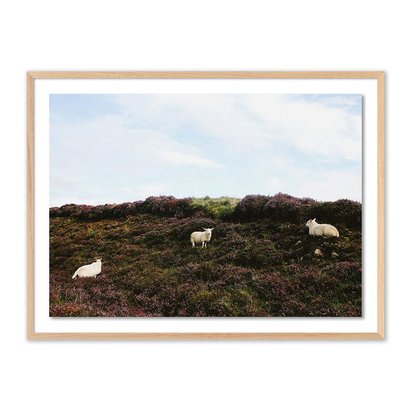 Sheep In Heather by Wesley and Emma Teague - White Oak