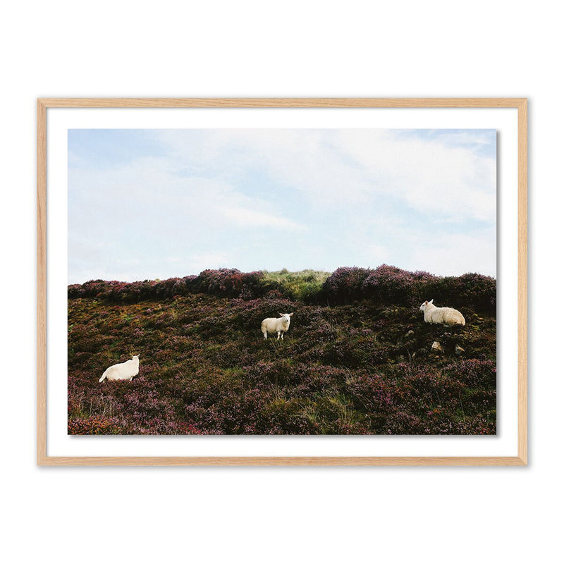 Sheep In Heather by Wesley and Emma Teague - White Oak