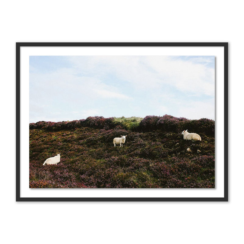 Sheep In Heather by Wesley and Emma Teague - Black Maple