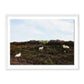 Sheep In Heather by Wesley and Emma Teague - White Maple