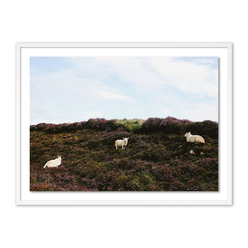 Sheep In Heather by Wesley and Emma Teague - White Maple