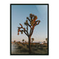 Camp Sunrise/Joshua Tree by Wesley and Emma Teague — Black Maple Floater