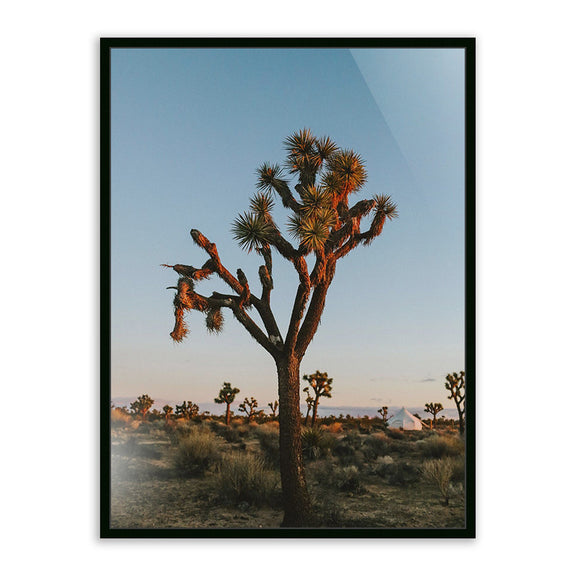 Camp Sunrise/Joshua Tree by Wesley and Emma Teague — Black Maple Floater