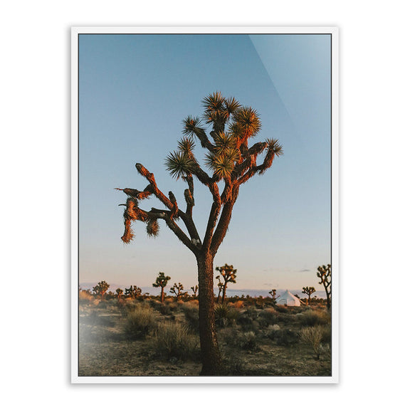 Camp Sunrise/Joshua Tree by Wesley and Emma Teague — White Maple Floater