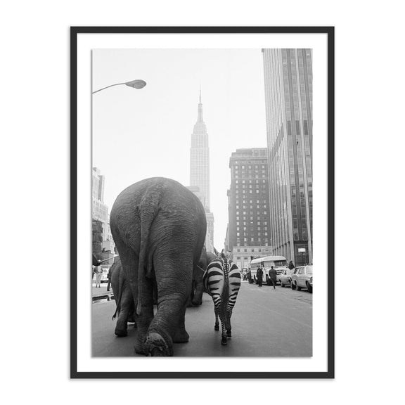 Circus Animals On 33Rd St by Getty Images - Black Maple