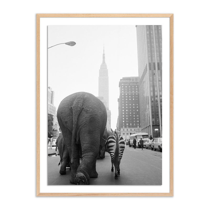 Circus Animals On 33Rd St by Getty Images - White Oak