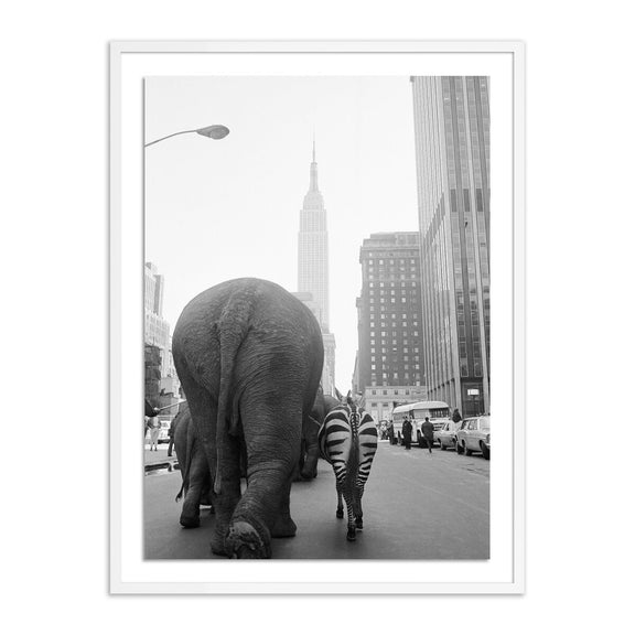 Circus Animals On 33Rd St by Getty Images - White Maple