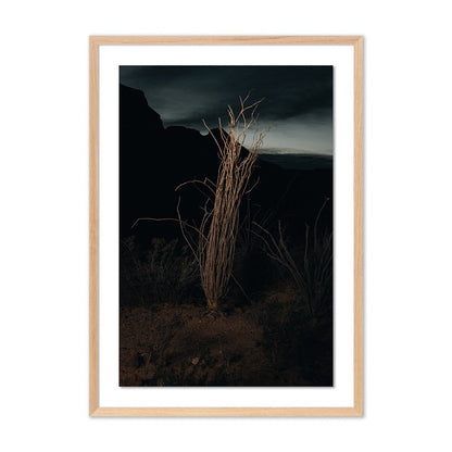 Ocotillo II by Mandy Steinback - White Oak