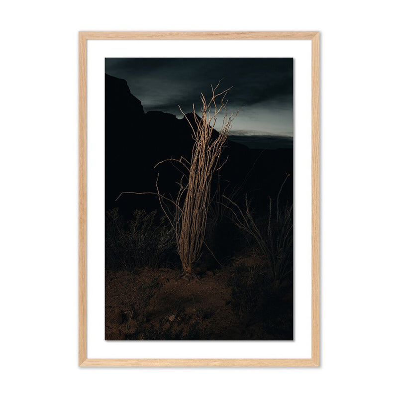 Ocotillo II by Mandy Steinback - White Oak