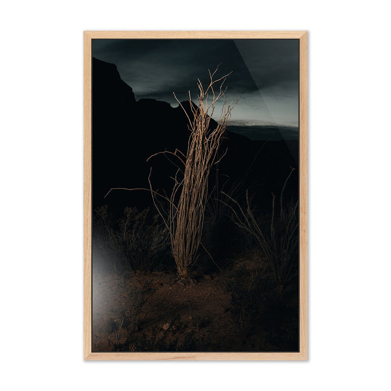 Ocotillo II by Mandy Steinback - White Oak