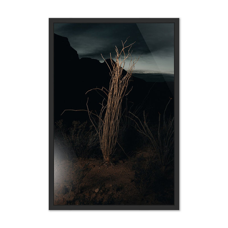 Ocotillo II by Mandy Steinback - Black Maple