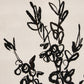 Sprig I by Coup d'Esprit - Brimfield Black