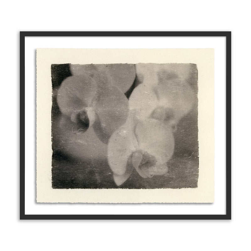 Orchids by Platinum Revival - Black Maple