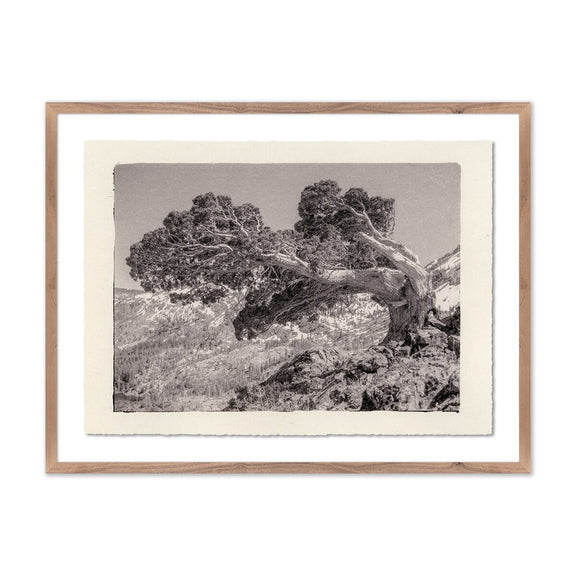 Juniper Gampi by Platinum Revival - Rustic Walnut