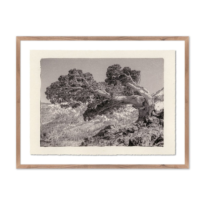 Juniper Gampi by Platinum Revival - Rustic Walnut
