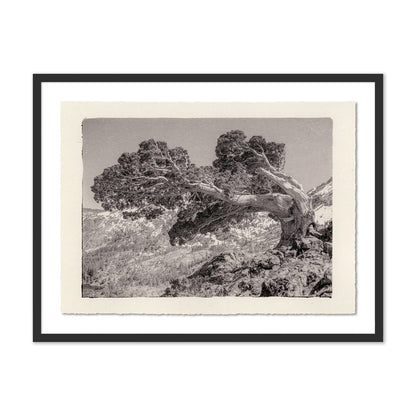 Juniper Gampi by Platinum Revival - Black Maple