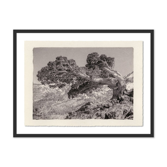 Juniper Gampi by Platinum Revival - Black Maple