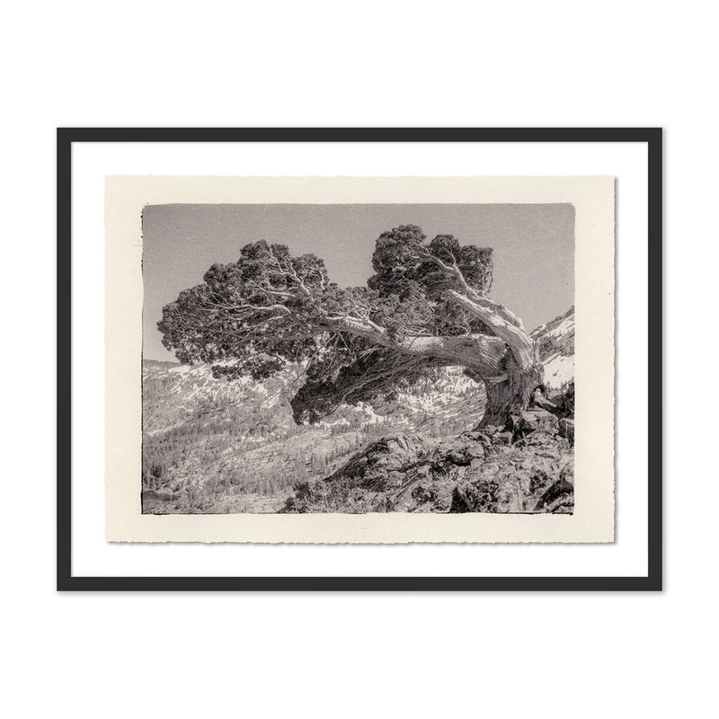 Juniper Gampi by Platinum Revival - Black Maple