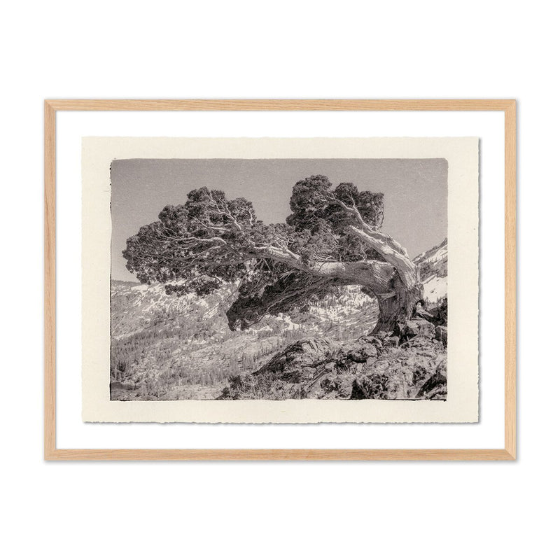 Juniper Gampi by Platinum Revival - White Oak