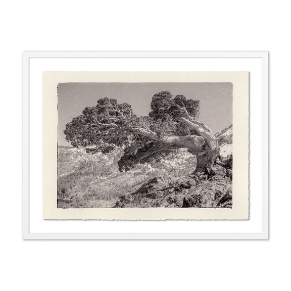 Juniper Gampi by Platinum Revival - White Maple