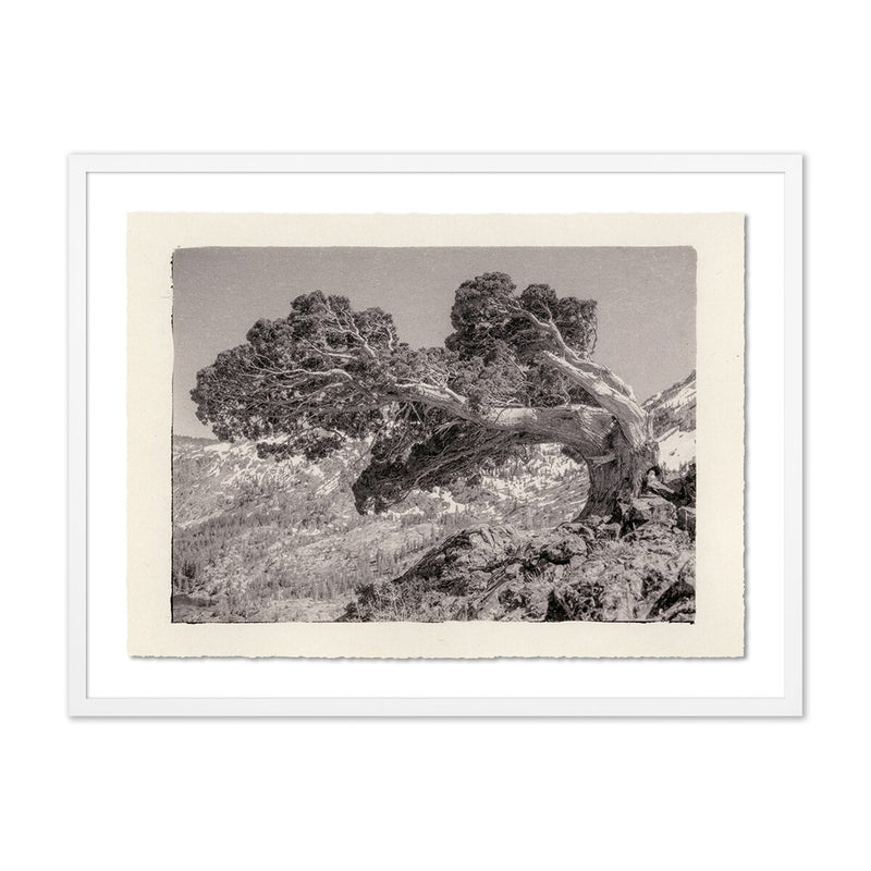 Juniper Gampi by Platinum Revival - White Maple