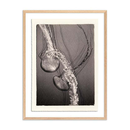 Jellies 4 by Platinum Revival - White Oak
