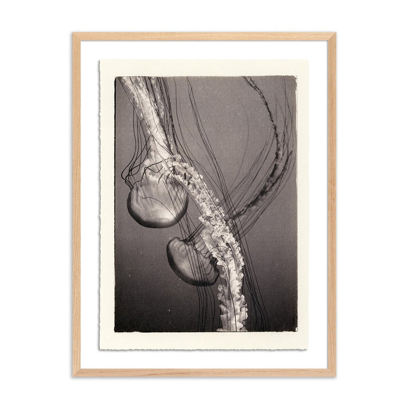 Jellies 4 by Platinum Revival - White Oak