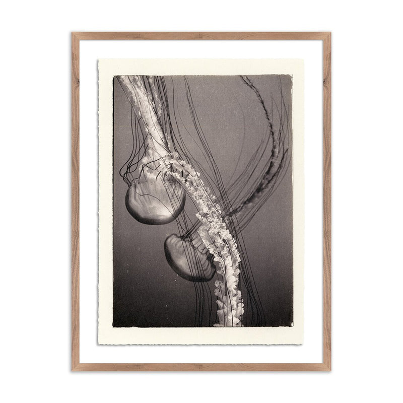 Jellies 4 by Platinum Revival - Rustic Walnut