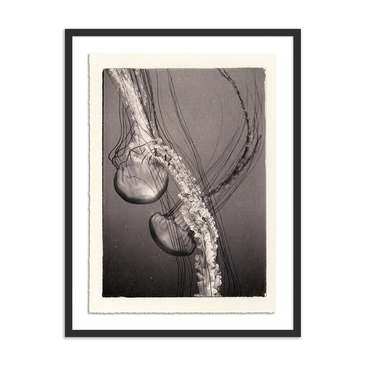 Jellies 4 by Platinum Revival - Black Maple