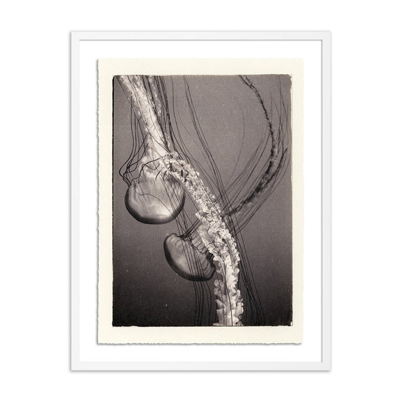 Jellies 4 by Platinum Revival - White Maple
