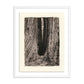 Redwoods Magical Portal by Platinum Revival - White Maple