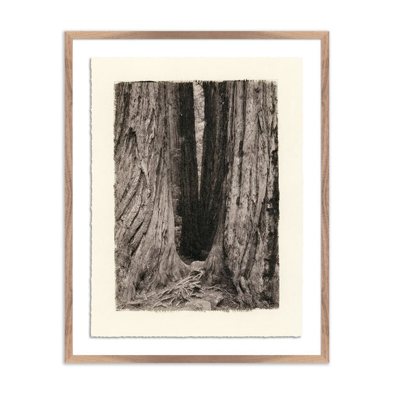 Redwoods Magical Portal by Platinum Revival - Rustic Walnut