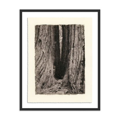 Redwoods Magical Portal by Platinum Revival - Black Maple