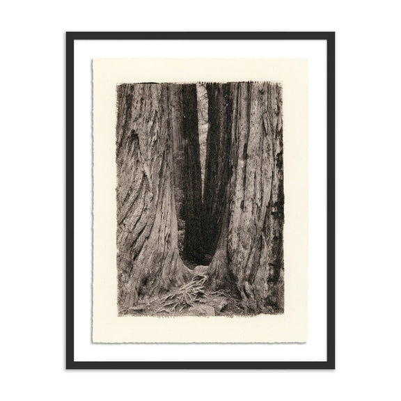 Redwoods Magical Portal by Platinum Revival - Black Maple