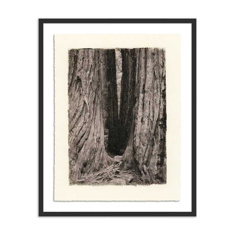 Redwoods Magical Portal by Platinum Revival - Black Maple